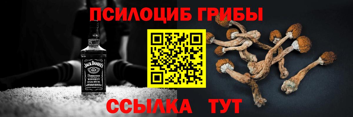 Галлюциногенные грибы Psilocybe Нововоронеж